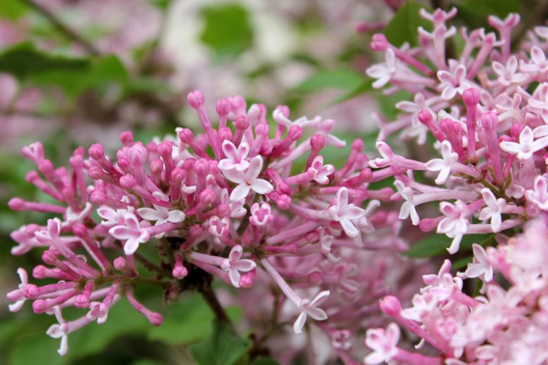 Syringa vulgaris Scent and Sensibility™ Pink,Syringa Scent and Sensibility™ Pink, Lilac Scent and Sensibility™, Bicolor Lilac, Pink lilac, Fragrant Lilac