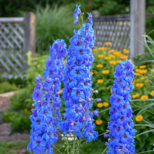 Delphinium elatum 'Million Dollar Blue' (Candle Larkspur), Candle Larkspur 'Million Dollar Blue', Candle Delphinium 'Million Dollar Blue', Million Dollar Series, Blue Delphinium, Blue flowers