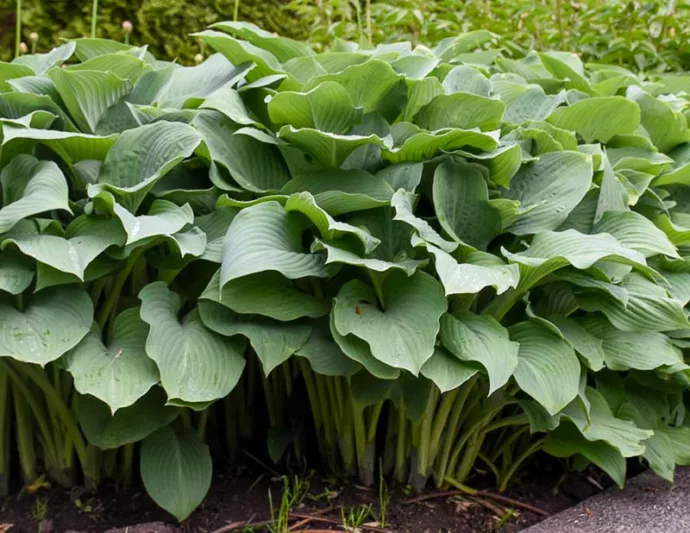 Hosta Krossa Regal, Plantain Lily Krossa Regal, Krossa Regal Hosta', Big Hosta, Shade perennials, Plants for shade