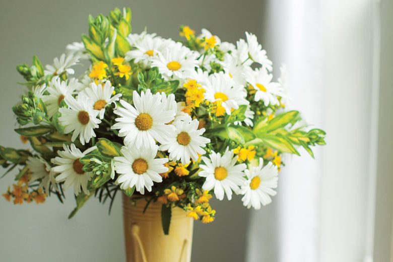Marguerite Vanilla Butterfly®, Paris Daisy Vanilla Butterfly®, Cobbitty Daisy Vanilla Butterfly®, Argyranthemum frutescens 'G15104', Yellow Flowers
