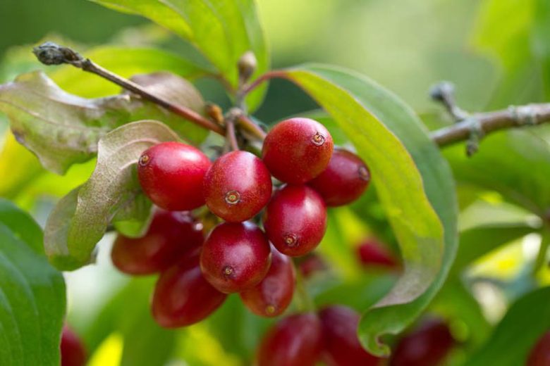 Cornus mas, Cornelian Cherry, Cornel, Sorbet  Edible Dogwood, Yellow Flowers,  Winter Flowers