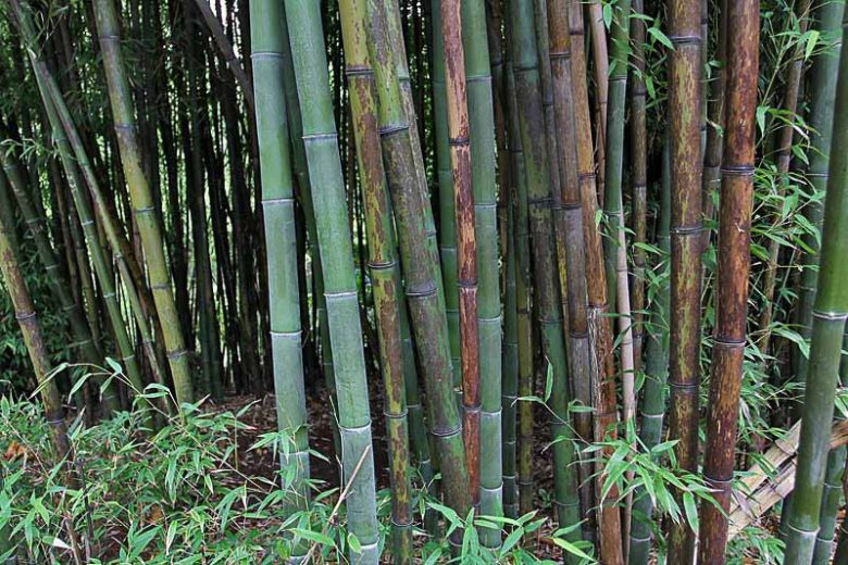 Phyllostachys nigra 'Boryana', Tiger Bamboo, Leopard Bamboo, Black Bamboo 'Boryana', Phyllostachys nigra 'Bory', Phyllostachys boryana, Running Bamboo, Evergreen Bamboo, Shade plants, shade perennial, plants for shade, plants for wet soil