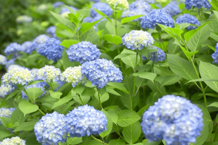 Hydrangea care, Bigleaf Hydrangea, Mophead Hydrangea,Endless summer hydrangea,Hydrangea plants,Hydrangea endless summer,Hydrangea plant,Blue hydrangea,Hydrangea flowers, Annabelle hydrangea