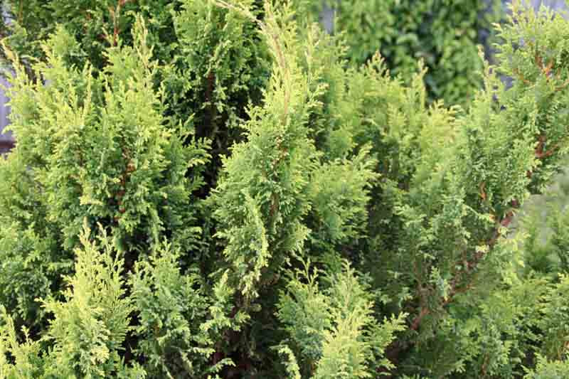 Chamaecyparis, evergreen conifer, evergreen shrub, evergreen tree, False Cypress, Lawson False Cypress, Alaska Cedar,Hinoki False Cypress,Sawara Cypress,Chamaecyparis lawsoniana, Chamaecypari