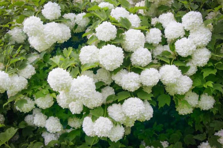 Viburnum Opulus Roseum,European Cranberrybush 'Roseum',Guelder Rose 'Roseum', Viburnum opulus 'Sterile', Water Elder 'Roseum', Cramp Bark 'Roseum', Snowball Tree 'Roseum', European Cranberry Bush 'Roseum', Shrub with fall color, fall color, white flowers