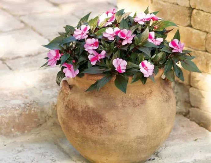 Impatiens 'Infinity Pink Frost', Infinity Pink Frost Impatiens, Mounding Impatiens, Pink Impatiens, Pink Flowers