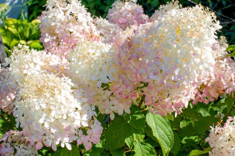 Hydrangea Paniculata 'Phantom', Hydrangea 'Phantom', Phantom Hydrangea, Panicle Hydrangea 'Phantom', Paniculate Hydrangea 'Phantom', White Flowers, White Hydrangea