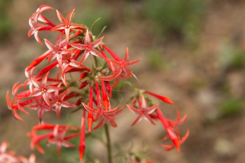 Ipomopsis aggregata, Scarlet Gilia, Scarlet Standing-Cypress, Skyrocket, Skunkflower, Gilia agreggata, Red Flowers,