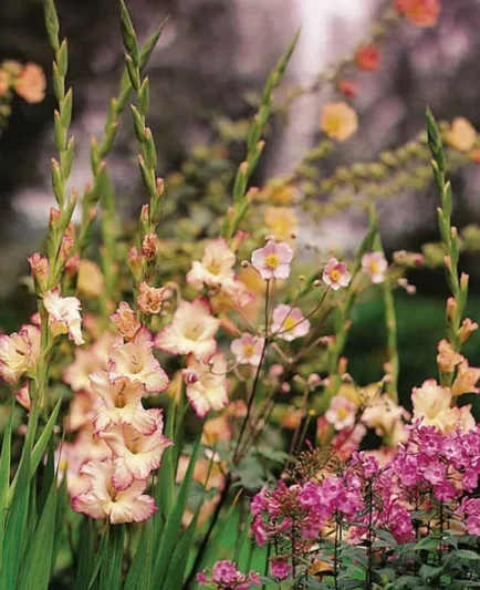Sword Lily 'Priscilla', Gladiola 'Priscilla', Gladiolus x Hortulanus 'Priscilla'