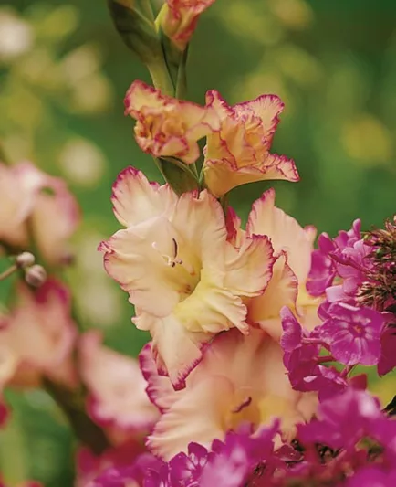 Sword Lily 'Priscilla', Gladiola 'Priscilla', Gladiolus x Hortulanus 'Priscilla'