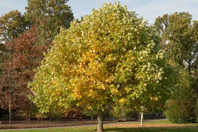 Tulip Tree, Tulip Poplar, Yellow Poplar, Liriodendron tulipifera,