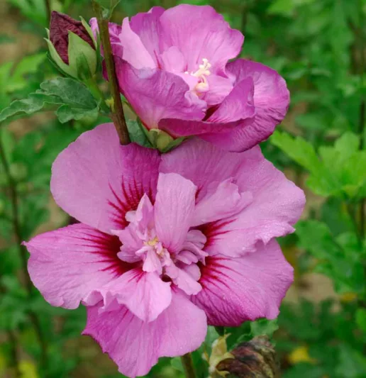 Hibiscus syriacus First Editions® Tahiti™, Rose of Sharon First Editions® Tahiti™, Shrub Althea First Editions® Tahiti™, Flowering Shrub, Pink flowers, Pink Hibiscus