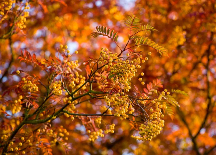 Sorbus 'Joseph Rock', Mountain Ash 'Joseph Rock', Small Tree, Yellow fruit, Yellow berries, Winter fruits, Fall Foliage