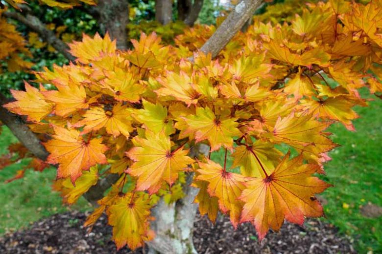 Acer shirasawanum 'Aureum', Golden Full Moon Maple, Full Moon Maple 'Aureum', Golden Shirasawa Maple, Acer japonicum 'Aureum', Acer japonicum var. aureum, Japanese Maples, Fall Color