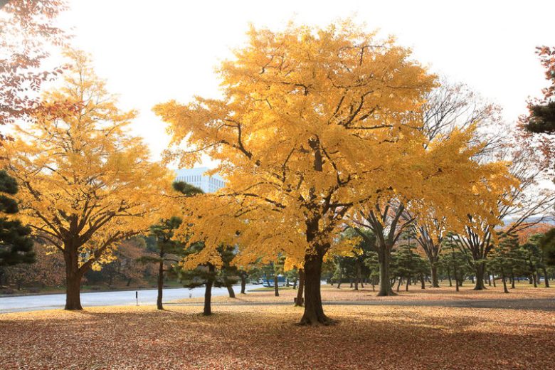 Ginkgo biloba,Maidenhair Tree, Fossil Tree, Icho, Fall color,