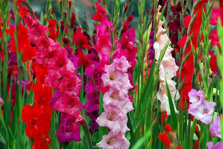Gladiolus, Gladioli, Glads, Sword-lilies, Sword-lily, summer bulbs, spring planting bulbs, Gladiolus Charming Beauty, Gladiolus Nymph, Gladiolus callianthus Murielae,Gladiolus Butterfly Group