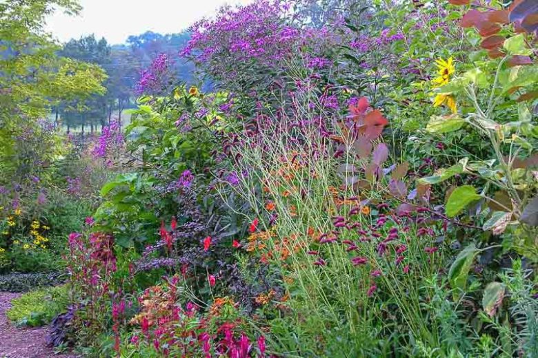 Vernonia gigantea, Giant Ironweed, Tall Ironweed, Vernonia altissima, Purple Flowers, Purple Perennials