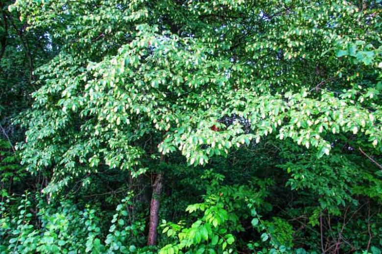Ostrya virginiana, Eastern Hop-hornbeam, American Hop-hornbeam, Woolly Hop-hornbean, Eastern Ironwood, Roughbark Ironwood, Ironwood, Deerwood, Leverwood, Fall color,