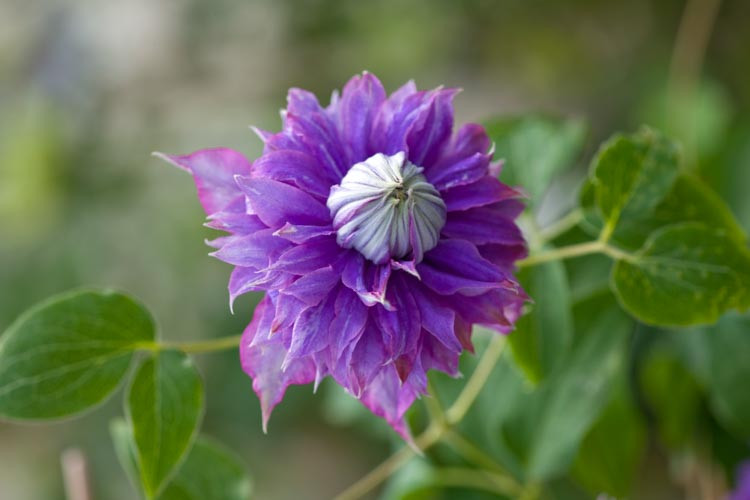 Clematis 'Diamantina', Large-Flowered Clematis 'Diamantina', Clematis 'Evipo039', group 2 clematis, Double clematis, Lavender clematis, Blue Clematis, Purple Clematis, Clematis Vine, Clematis Plant, Flower Vines, Clematis Flower, Clematis Pruning,