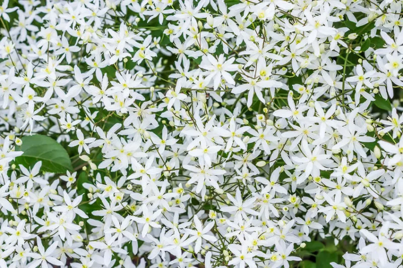 Clematis paniculata, Sweet Autumn Clematis,fragrant clematis, scented clematis, White clematis, disease resistant clematis