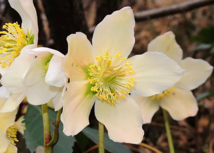 Helleborus Niger, Christmas Rose, Bear's Foot, Black Hellebore, Brumal Rose, Christmas Plant, Christopher's Herb, Christ's Herb, Clove-Tongue, St Agnes' Rose, White Hellebores
