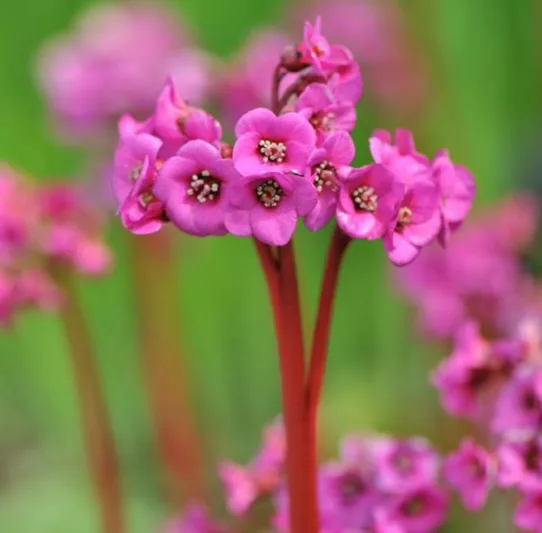 Bergenia 'Bressingham Ruby',Heartleaf Bergenia 'Bressingham Ruby', Elephant's Ears 'Bressingham Ruby', Winter Bergonia 'Bressingham Ruby', Pigsqueak 'Bressingham Ruby', Pink Bergenia, Red Bergenia, Evergreen Perennial