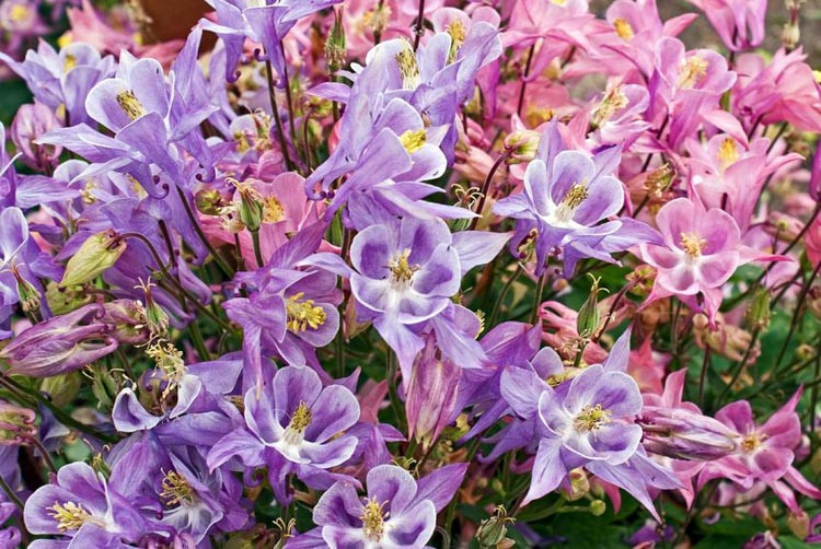 Aquilegia Vulgaris var. Stellata, Columbine, Aquilegia Vulgaris, Granny Bonnet, Aquilegia caerulea, Aquilegia canadensis, Columbine flower, Columbine plants