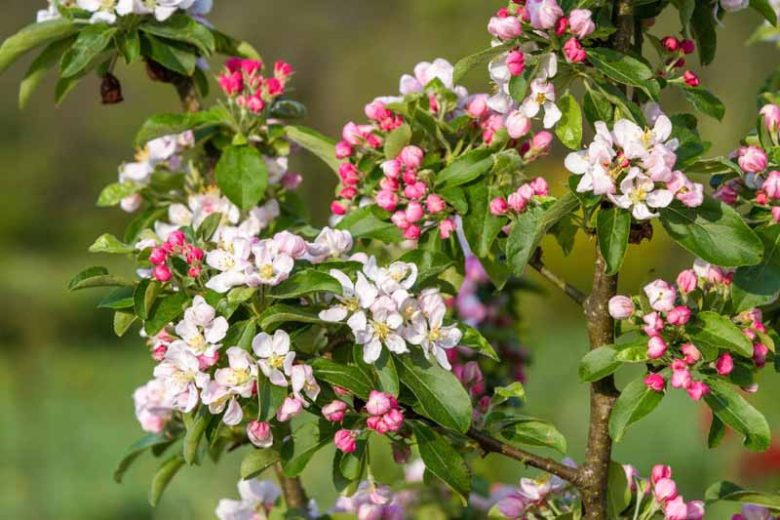 Malus × zumi 'Golden Hornet', Crabapple 'Golden Hornet', Crab Apple 'Golden Hornet', Malus 'Golden Hornet', Fragrant Shrub, Fragrant Tree, Yellow fruit, Yellow berries, Winter fruits