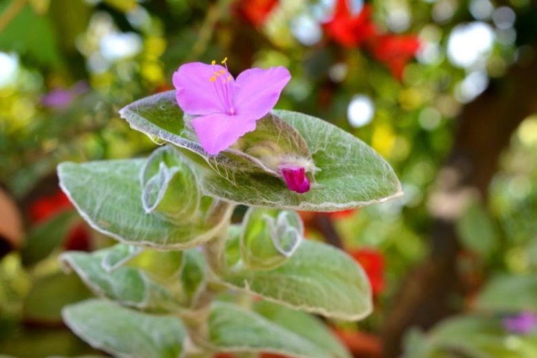 Tradescantia sillamontana, White Velvet, White Gossamer Plant, Hairy Wandering Jew, Cobweb Spiderwort