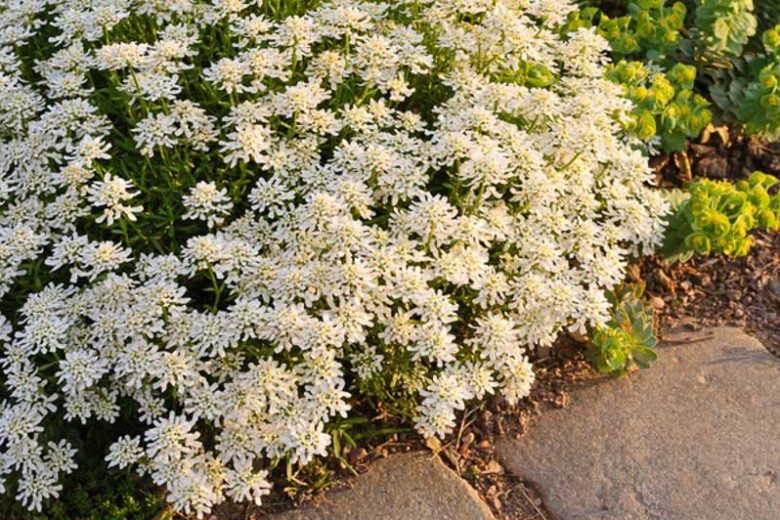Evergreen candytuft, Iberis sempervirens 'Weisser Zwerg'