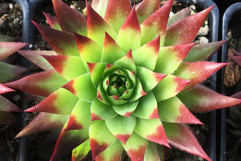 Sempervivum Autumn Apple, Hens and Chicks Autumn Apple, Houseleek Autumn Apple, Chick Charms Series, succulent, evergreen succulent, Red Succulent, drought tolerant perennial, drought tolerant plant