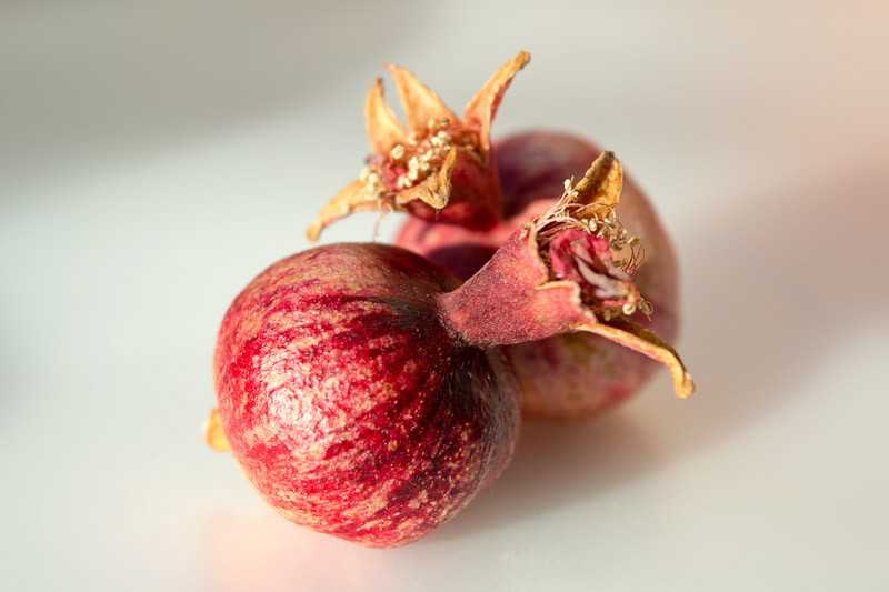 Punica granatum var. nana, Dwarf Pomegranate, Pomegranate nana, Carthaginian Apple nana, Granada nana, Red Flowers, Fruit Shrub