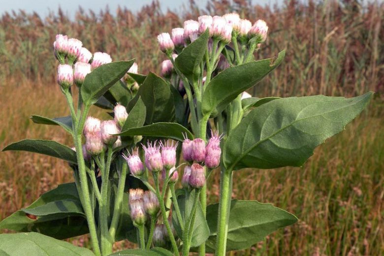 Pluchea odorata, Sweetscent, Saltmarsh Fleabane, Camphorweed, Stinkweed, Salt Marsh Fleabane, Sourbush, Cattle-Tongue, Pink Flowers, Pink Perennials