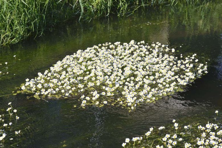 Ranunculus aquatilis, White Water Crowfoot, White Water-Crowfoot, Water Buttercup, Batrachium aquatile, Aquatic Plants, Submerged Aquatic Plants, Pond Plants