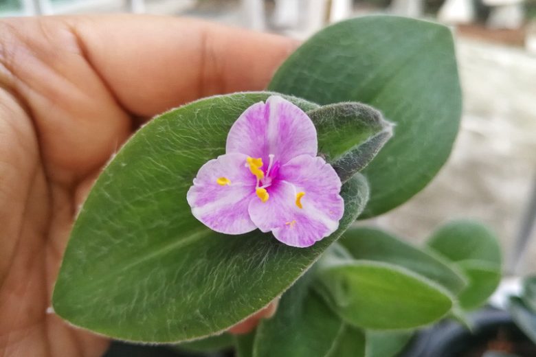 Tradescantia sillamontana, White Velvet, White Gossamer Plant, Hairy Wandering Jew, Cobweb Spiderwort