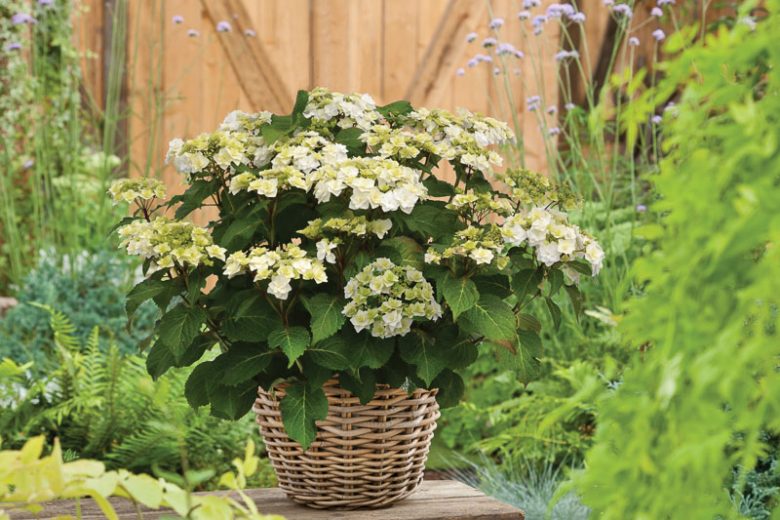 Hydrangea Macrophylla 'Wedding Gown', Wedding Gown Hydrangea, White Hydrangea, Hydrangea 'Wedding Gown', Bigleaf Hydrangea 'Wedding Gown', Lacecap Hydrangea 'Wedding Gown', Hydrangea macrophylla 'Dancing Snow', Hydrangea macrophylla 'Doppio Bianco', White flowers, White Hydrangea