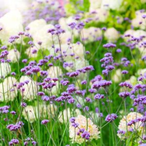 Vervain, Verbena bonariensis, Verbena hastata, Verbena rigida, Verbena officinalis