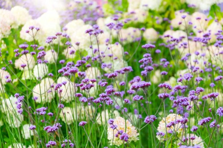 Vervain, Verbena bonariensis, Verbena hastata, Verbena rigida, Verbena officinalis