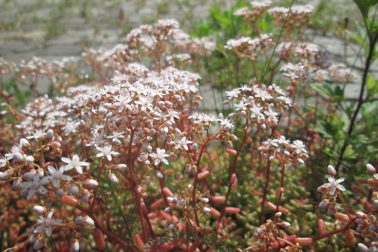 Sedum album, White Stonecrop, Tall White Stonecrop, Thick-Leaved Stonecrop, Worm Grass, Hardy Baby Tears, Sedum athoum, Sedum serpentini
