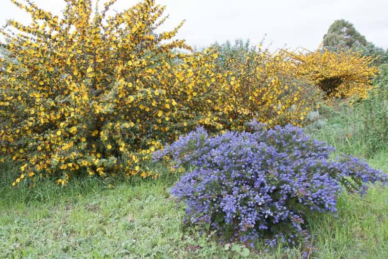 Ceanothus thyrsiflorus var. griseus, Carmel Ceanothus, Ceanothus griseus, Ceanothus griseus var. horizontalis, Californian Lilac, Blue Flowers, Fragrant Shrubs, Evergreen Shrubs