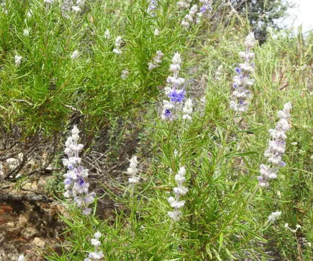 Trichostema lanatum,  Woolly Bluecurls, Romero, California Native, Blue Flowers, Drought Tolerant plant