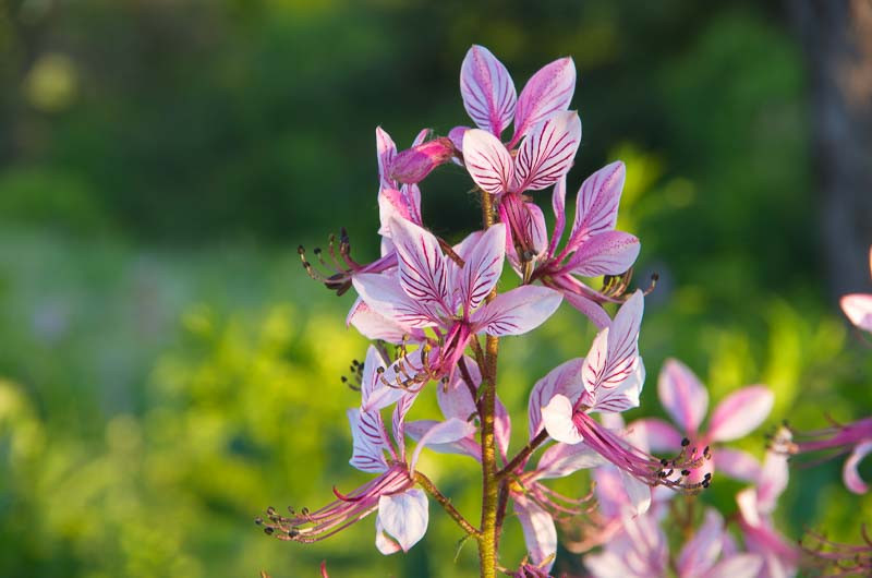 Dictamnus, Dittany, Gas Plant, Burning Bush, Dictamnus albus, Dictamnus albiflorus, Dictamnus purpureus, Perennials
