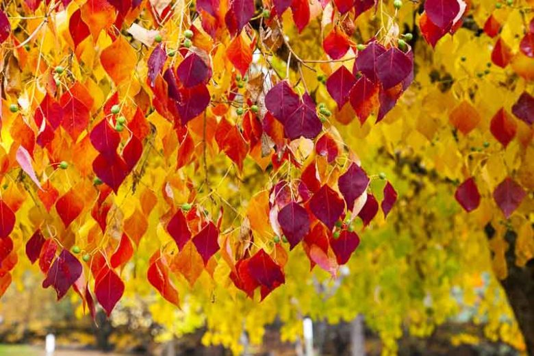 Cercis canadensis Forest Pansy, Redbud 'Forest Pansy, Forest Pansy Redbud, Shrub, Small Tree, Pink Flowers, ornamental tree, dark leaves