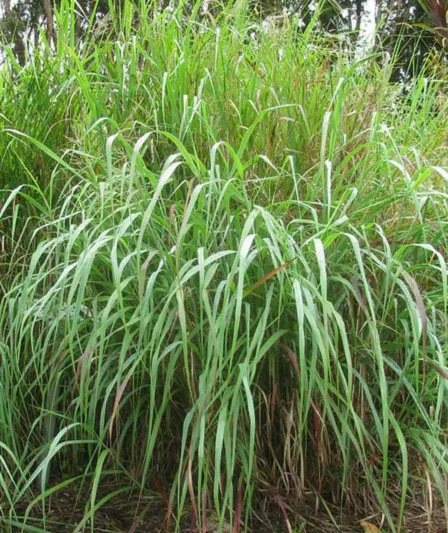 Panicum Virgatum, Switch Grass, Switchgrass, Wand Panic Grass