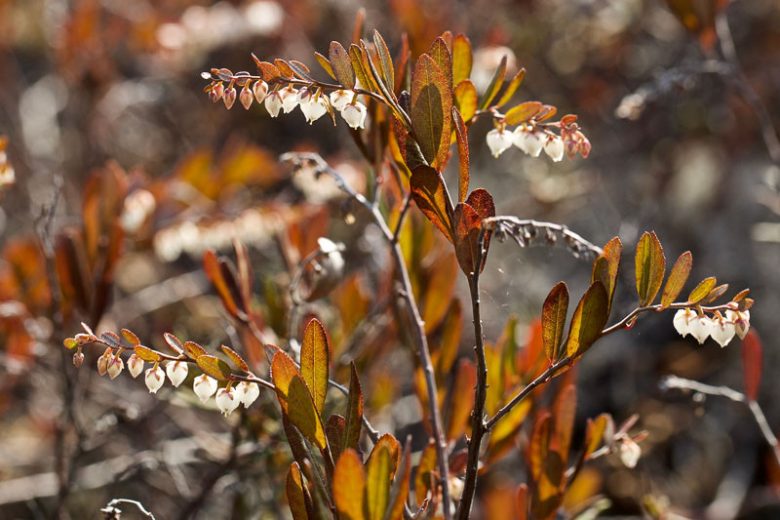 Chamaedaphne calyculata, Leatherleaf, Cassandra, Evergreen Shrubs, White Flowers
