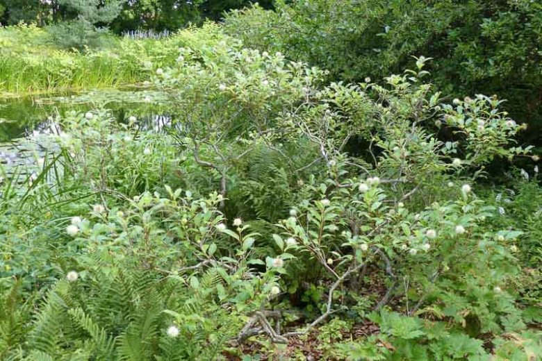 Cephalanthus occidentalis, Common Buttonbush, Buttonbush, Button Bush, Globe-Flowered Bush, Honeybells, Little Snowballs, Swamp Globeflower, White Pond-Dogwood, Button Willow