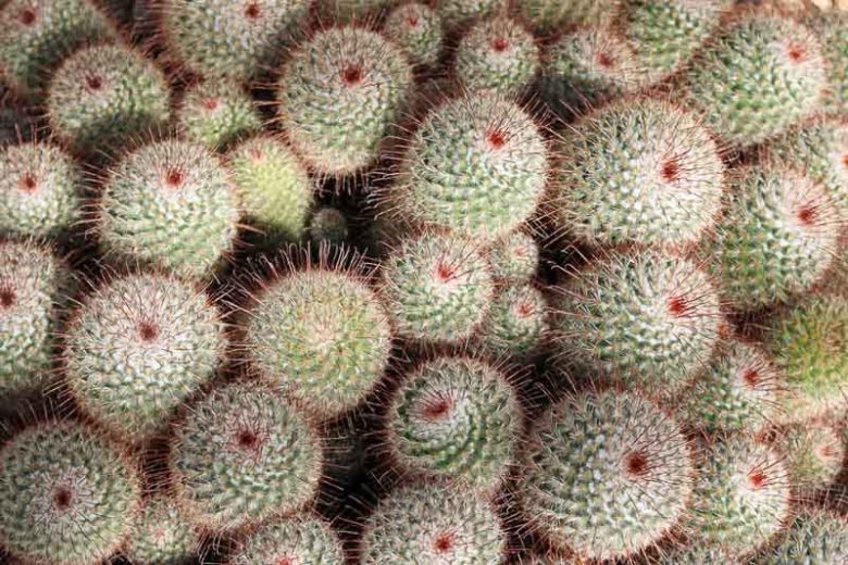 Mammillaria bombycina, Silken Pincushion, Chilita bombycina, Ebnerella bombycina, Escobariopsis bombycina,Neomammillaria bombycina, Small Succulents, Small Cactus