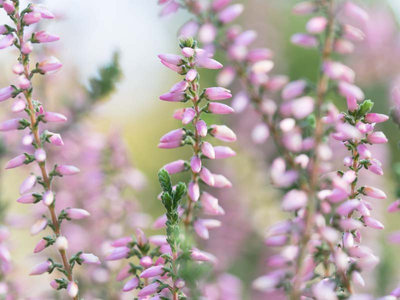 Calluna, Heather,