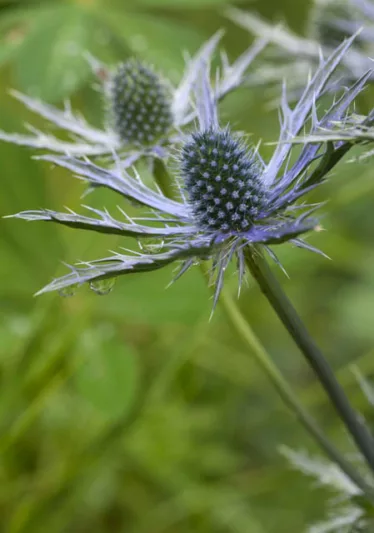 Zabel Sea Holly 'Big Blue', Sea Holly 'Big Blue', Eryngium zabelii Big blue information,  Sea Holly Big Blue information, Dry soils plants, Sandy soils plants, Blue flowers, Blue perennials