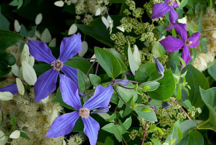 Clematis × durandii, Durand's Clematis, Small-Flowered Clematis , group 3 clematis, purple clematis, blue clematis, Clematis Vine, Clematis Plant, Flower Vines